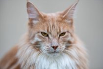Portrait of a ginger Maine coon cat — Stock Photo