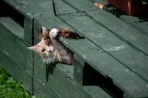 Maine Coon chat jouer avec une baguette jouet chat — Photo de stock