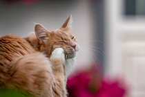 Maine Coon cat scratching its face — Stock Photo