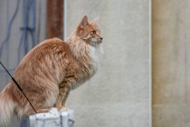 Retrato de um gengibre Maine casulo gato sentado em uma cerca — Fotografia de Stock