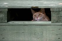 Retrato de un gato de jengibre Maine Coon sentado debajo de una terraza de madera - foto de stock
