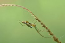 Primo piano di un ragno su una ragnatela, Indonesia — Foto stock