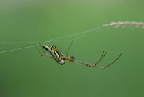 Close-up of a spider on a spider web, Indonesia — Stock Photo