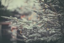 Nahaufnahme eines Weihnachtsbaums im Freien, Frankreich — Stockfoto