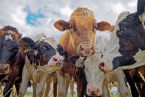 Primer plano de un toro y una manada de vacas en un campo, Frisia Oriental, Baja Sajonia, Alemania - foto de stock