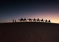 Silhouette di un gruppo di persone che cavalcano cammelli nel deserto al tramonto, Merzouga, Provincia di Errachidia, Marocco — Foto stock