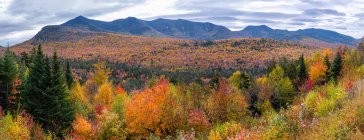 White Mountain National Forest, Lincoln, New Hampshire, Vereinigte Staaten — Stockfoto