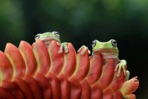 Two white's tree frog on a flower, Indonesia — Stock Photo