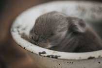 Baby rabbit sitting in a bowl — Stock Photo
