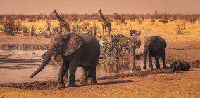 Éléphants, zèbres, girafes et autruches par un trou d'eau, Namibie — Photo de stock