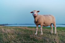 Pecora in piedi in un campo a masticare un filo d'erba, Frisia orientale, Bassa Sassonia, Germania — Foto stock
