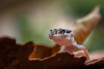 Portrait of a baby leopard gecko on a leaf, Indonesia — Stock Photo