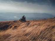 Lone tree in Mountain landscape, Bulgária — Fotografia de Stock