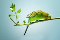 Beautiful colorful parakeet on branch, Indonesia — Stock Photo