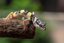Portrait d'un bébé léopard gecko, Indonésie — Photo de stock