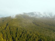 Fog over an alpine forest, Mount Buffalo National Park, Myrtelford, Victoria, Australia — Stock Photo
