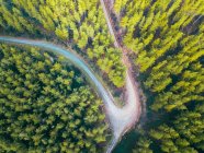 Vista aérea de uma estrada através de uma floresta alpina, Mount Buffalo National Park, Myrtelford, Victoria, Austrália — Fotografia de Stock