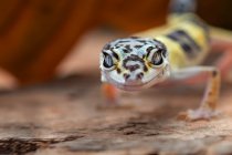 Retrato de um bebê leopardo gecko em uma folha, Indonésia — Fotografia de Stock