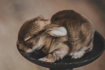 Baby rabbit sitting in a dish — Stock Photo