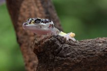 Portrait of a baby leopard gecko, Indonesia — Stock Photo