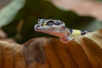 Porträt eines Leopardengeckos auf einem Blatt, Indonesien — Stockfoto