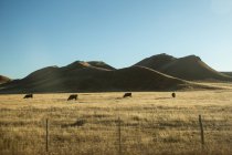 Pâturage de bovins dans une prairie, États-Unis — Photo de stock