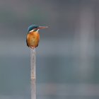 Beautiful colorful kingfisher sitting on pole, Vietnam — Stock Photo