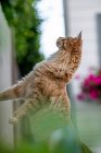 Maine Coon cat in a garden rearing up — Stock Photo