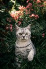 Portrait of a tabby British shorthair cat in a garden — Stock Photo