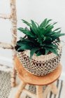 Plant in a macrame holder on a wooden stool — Stock Photo