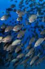 Fischschwärme schwimmen unter Wasser, Mexiko — Stockfoto