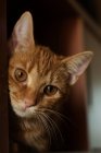 Gros plan Portrait d'un chat roux — Photo de stock