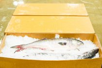 Primo piano di scatole di pesce congelato in un mercato del pesce, Hunts Point, The Bronx, New York, USA — Foto stock