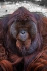 Portrait d'un orang-outan mâle, Indonésie — Photo de stock