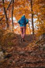 Woman hiking in an autumnal forest, Salzburg, Austria — Stock Photo