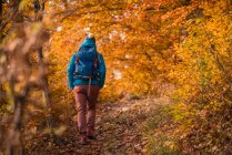 Escursioni di una donna in una foresta autunnale, Salisburgo, Austria — Foto stock