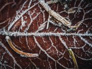 Close-up of frost on an autumn leaf, Bulgaria — Stock Photo