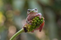 Dumpy tree frog on a plant, Indonesia — Stock Photo