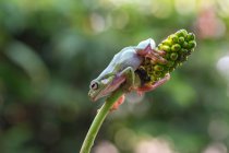 Klumpiger Laubfrosch auf einer Pflanze, Indonesien — Stockfoto