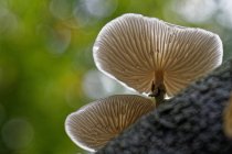 Два гриби ростуть на стовбурі бука (Східна Фрізія, Нижня Саксонія, Німеччина). — стокове фото