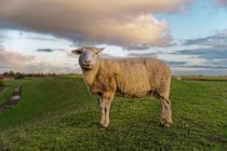 Schafe auf einem Deich, Ostfriesland, Niedersachsen, Deutschland — Stockfoto