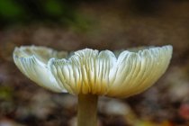 Gros plan sur un champignon qui pousse dans la forêt, Frise orientale, Basse-Saxe, Allemagne — Photo de stock
