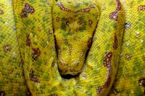 Primer plano de una serpiente pitón amarilla enrollada en una rama durmiendo, Indonesia - foto de stock
