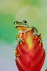 Flying frog on flower, Indonesia — Stock Photo