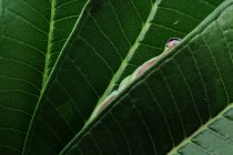 Белая древесная лягушка, скрывающаяся среди листьев, Индонезия — стоковое фото