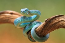 Синяя змея-гадюка на ветке готова к атаке, Индонезия — стоковое фото