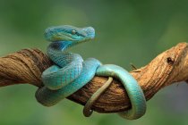 Blue viper snake on branch ready to attack, Indonesia — Stock Photo