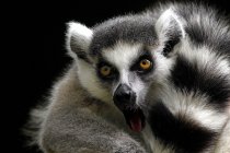 Ritratto di un lemure dalla coda ad anello, Indonesia — Foto stock
