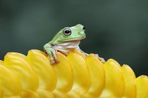 White's tree frogs on a yellow flower bud — Stock Photo