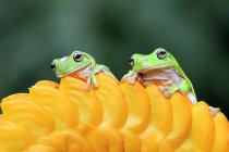 Дві білі жаби на жовтому квітковому бутоні — стокове фото